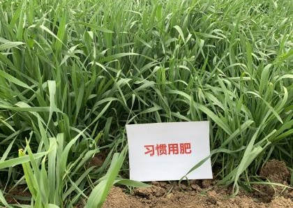 图片3小麦对比照.jpg 图片3小麦对比照.jpg