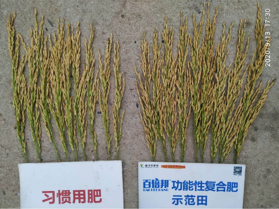 水稻对比图2.jpg 水稻对比图2.jpg