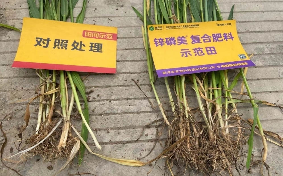 茎秆和根系对比:示范田根系更多, 且茎秆更粗壮.jpg