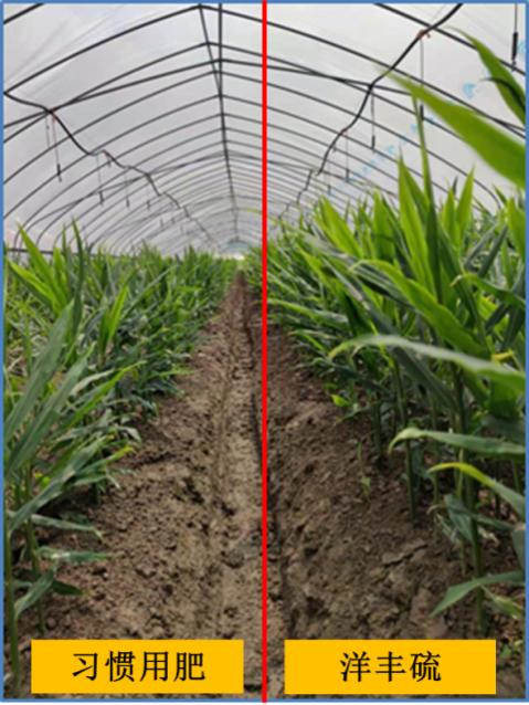图片2图2 施用洋丰硫生态级肥料与习惯用肥的生姜长势对比.jpg