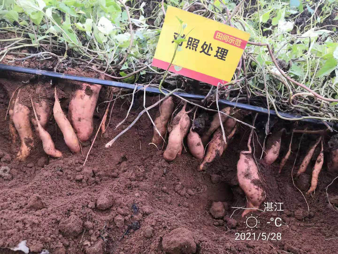 对照田红薯.jpg