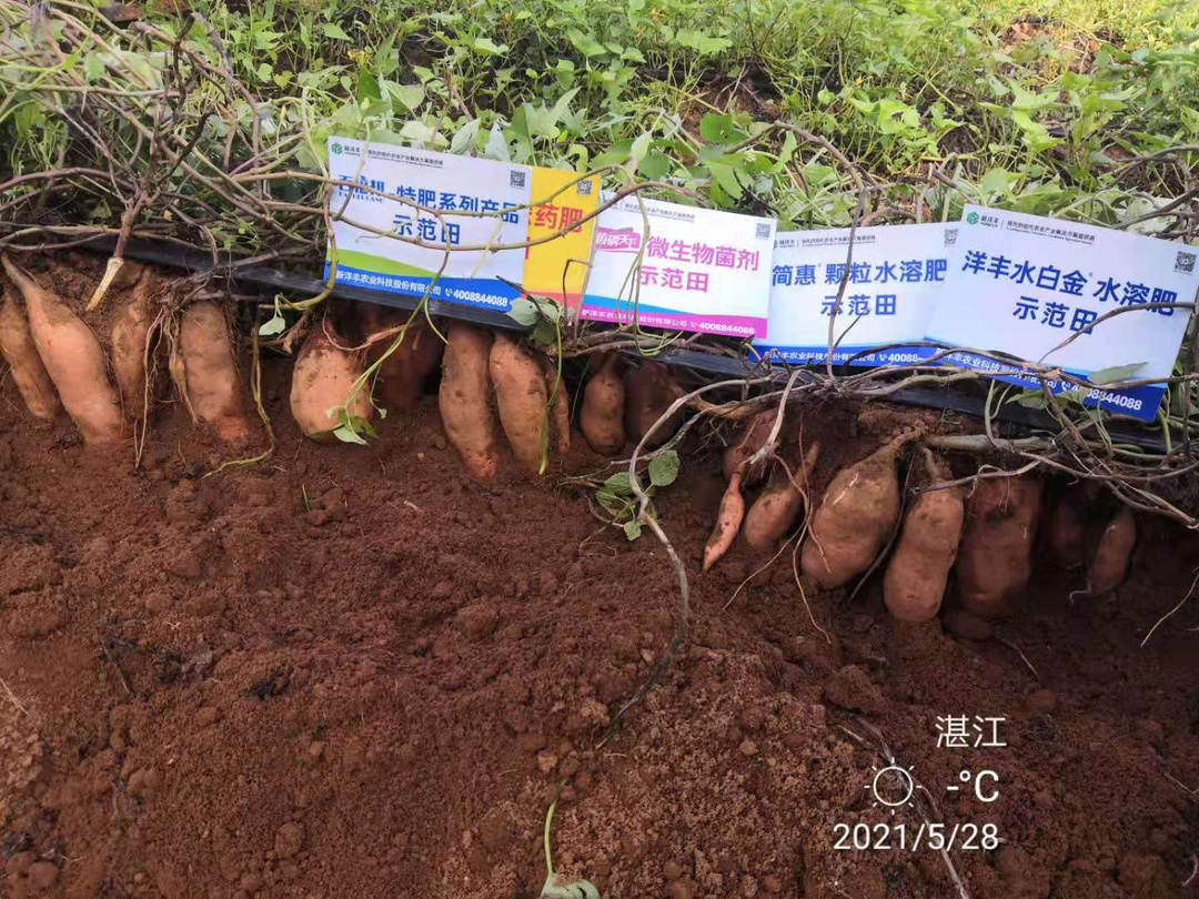 示范田红薯.jpg