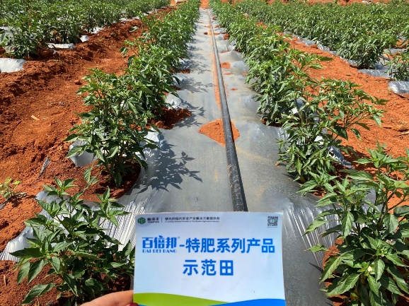 5月5日示范田整体长势.jpg 5月5日示范田整体长势.jpg