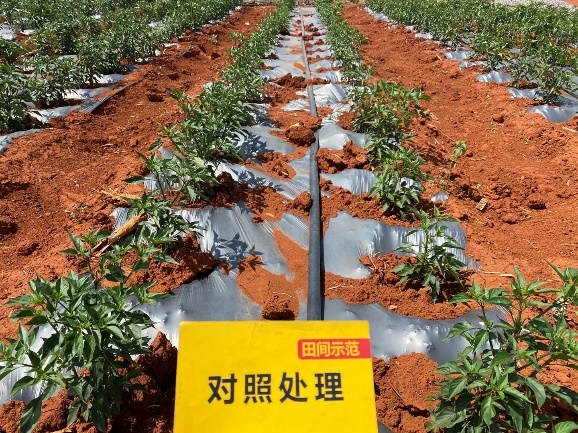 5月5日对照田整体长势.jpg 5月5日对照田整体长势.jpg