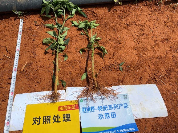 5月5日根系对比2.jpg 5月5日根系对比2.jpg