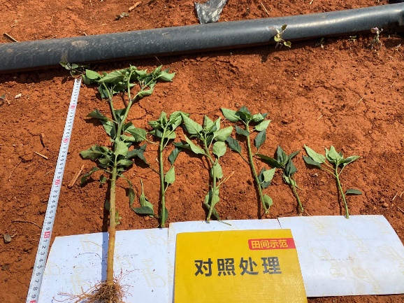 5月5日分枝对比4.jpg 5月5日分枝对比4.jpg