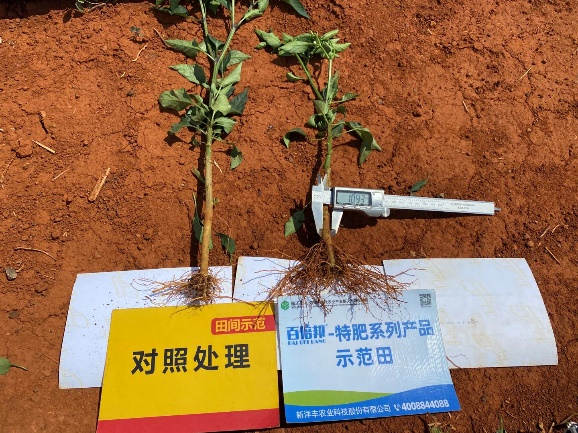 5月5日根茎粗细对比1.jpg 5月5日根茎粗细对比1.jpg