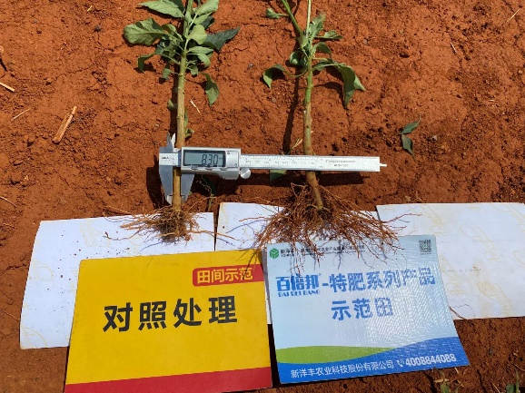 5月5日根茎对比2.jpg 5月5日根茎对比2.jpg