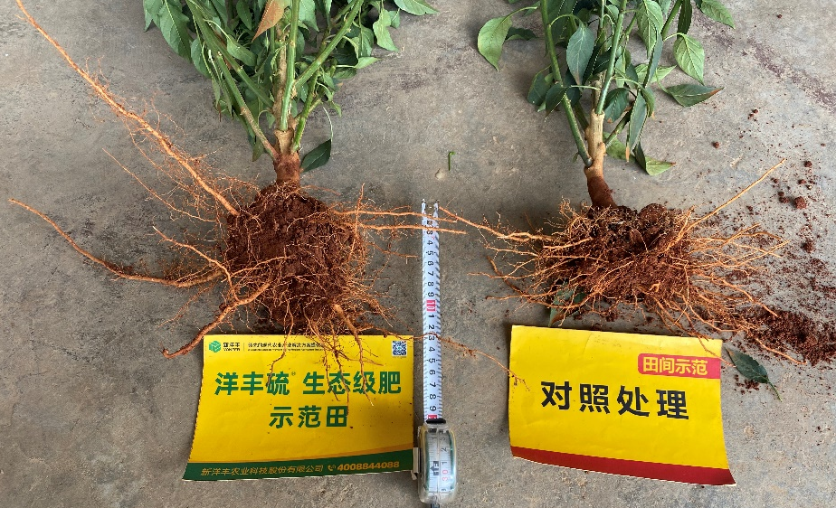 6月25日根系对比.jpg