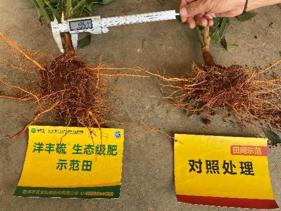 6月25日示范田根茎粗.jpg 6月25日示范田根茎粗.jpg