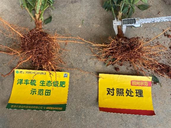 6月25日对照田根茎粗.jpg 6月25日对照田根茎粗.jpg