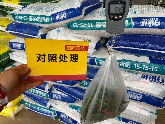 对照田辣椒单株产量.jpg 对照田辣椒单株产量.jpg