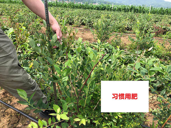 对照田株高_副本.jpg 对照田株高_副本.jpg