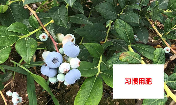 对照田转色情况_副本.jpg 对照田转色情况_副本.jpg