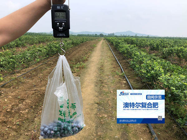 示范田单株果重_副本.jpg 示范田单株果重_副本.jpg