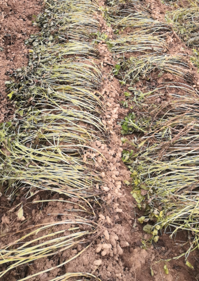 正在收获1.jpg 正在收获1.jpg