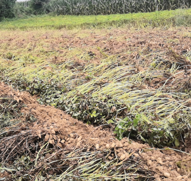 正在收获2.jpg 正在收获2.jpg