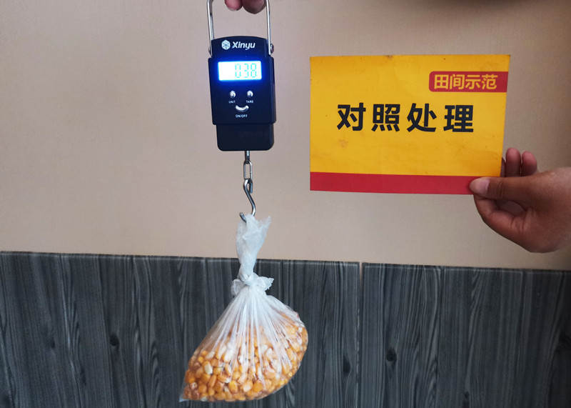 对照处理穗粒重_副本.jpg 对照处理穗粒重_副本.jpg