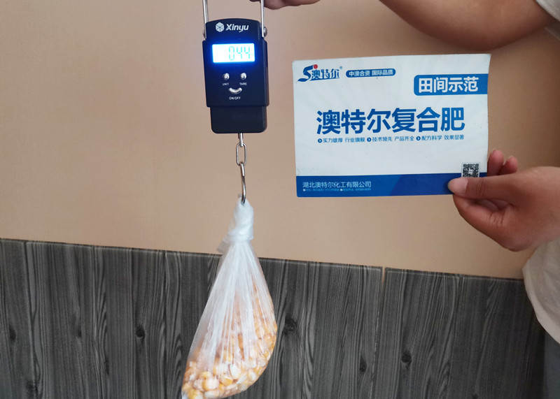 示范田穗粒重_副本.jpg 示范田穗粒重_副本.jpg