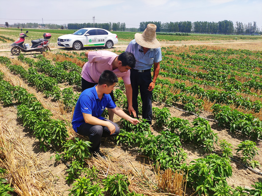 朝天椒田间诊断照片1_副本.jpg