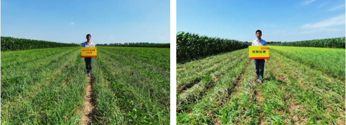 示范田（左）与对照田（右）毛葱整体长势对比.png