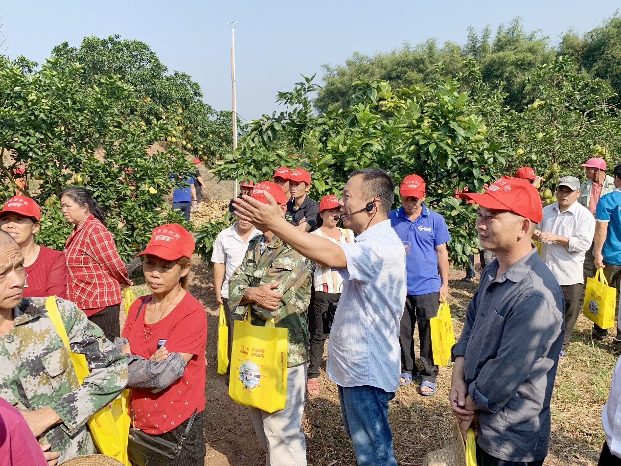 伟德国际1946西南大区总农艺师李家涛（中）在广西壮族自治区玉林市容县沙田柚示范观摩现场，为种植户做技术及效果讲解.jpg