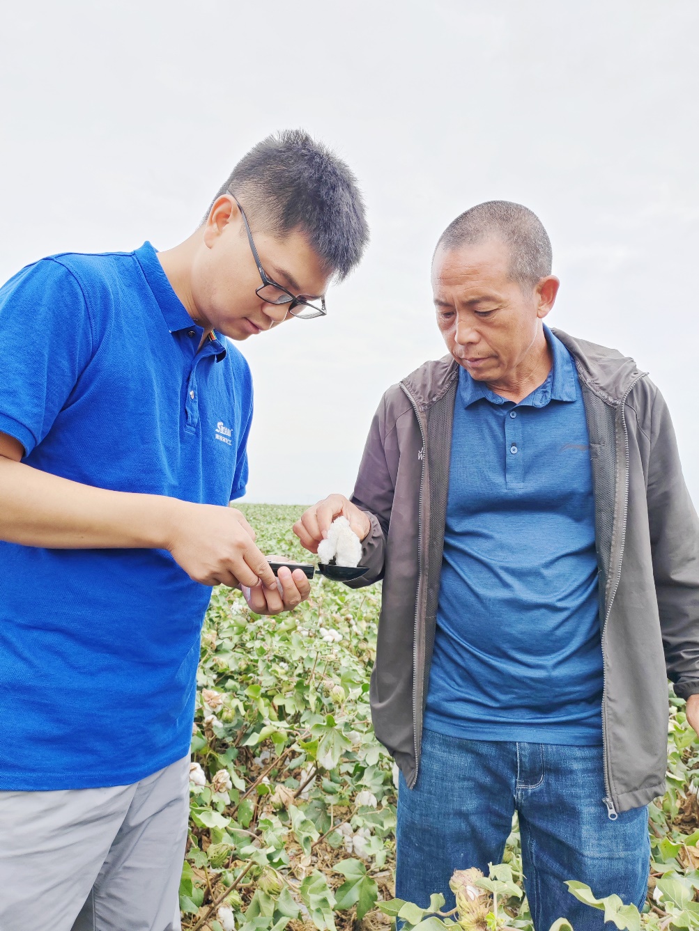 伟德国际1946农艺师李春侨（左），在种植户陈克明（右）的棉田进行单铃测重，预估产量.jpg