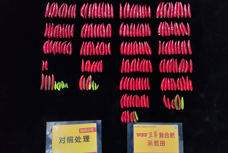 9月26日单株椒果对比_副本.jpg
